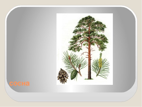 Дерево сосна для детей