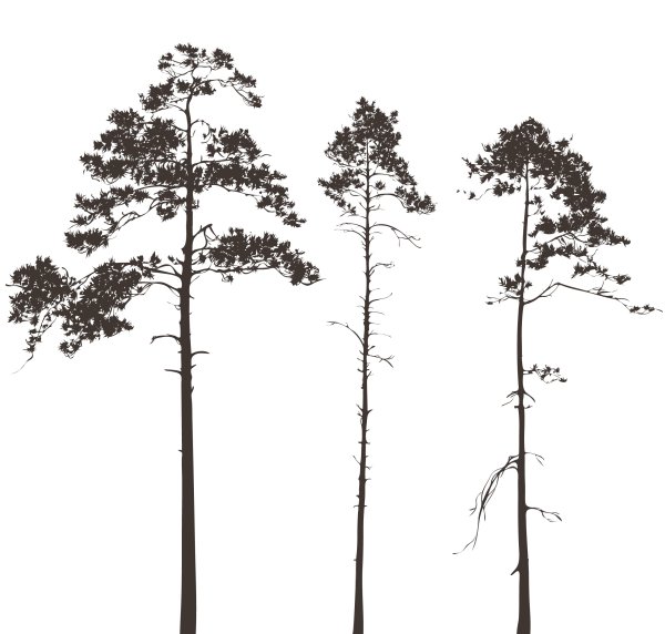 Дерево сосна