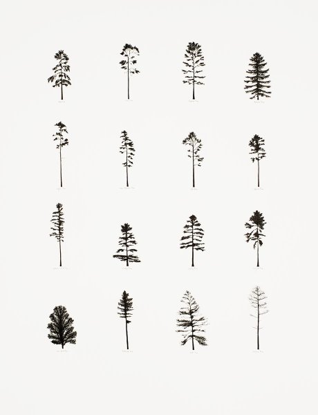 Тату сосна Минимализм