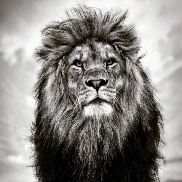 Лев эскиз