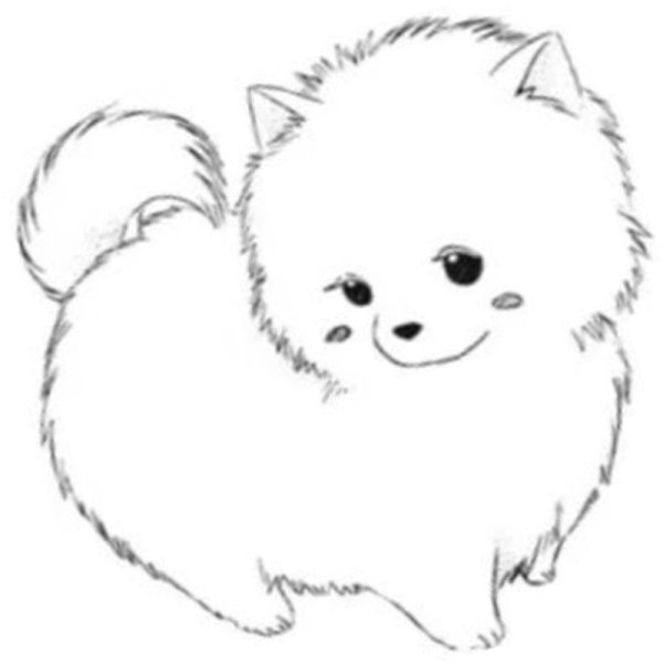 Раскраска собака померанский шпиц