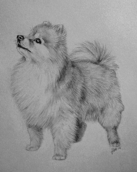 Померанский шпиц рисунок