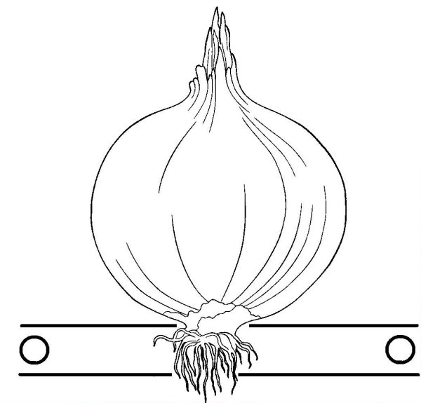 Раскраска. Овощи.