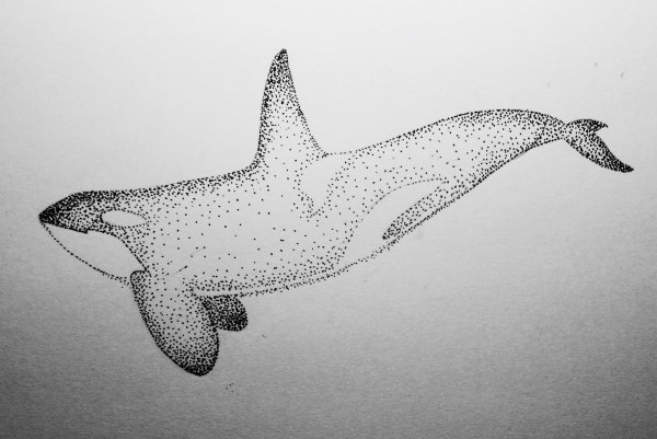 Касатка Графика