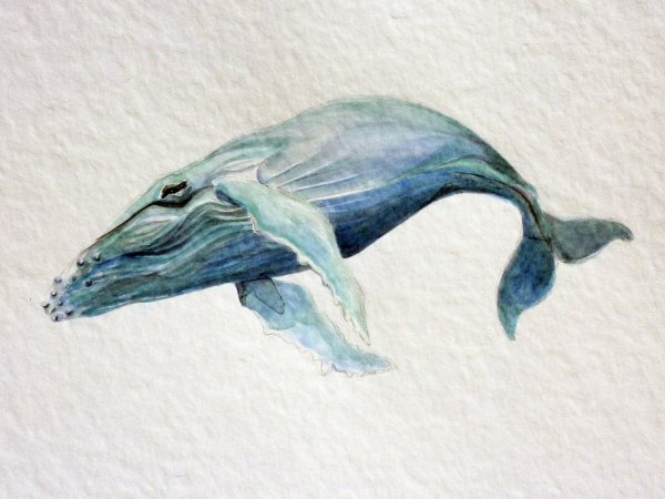 Кит выпрыгивает из воды арт