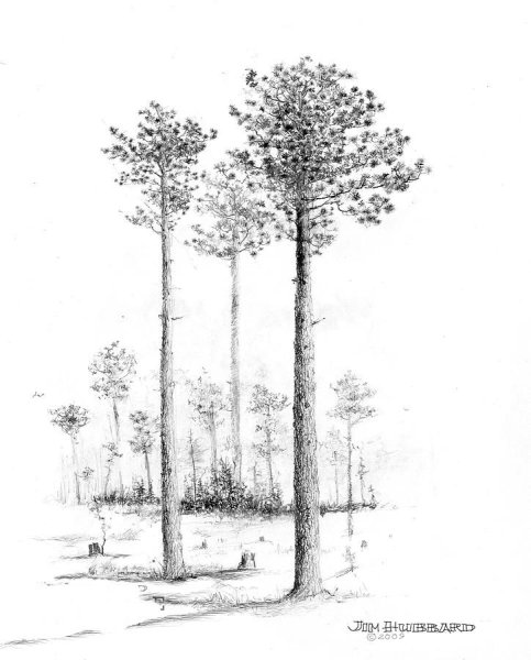 Сосна графический рисунок