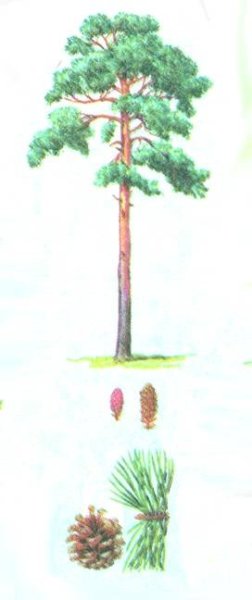 Сосна карточка для детей