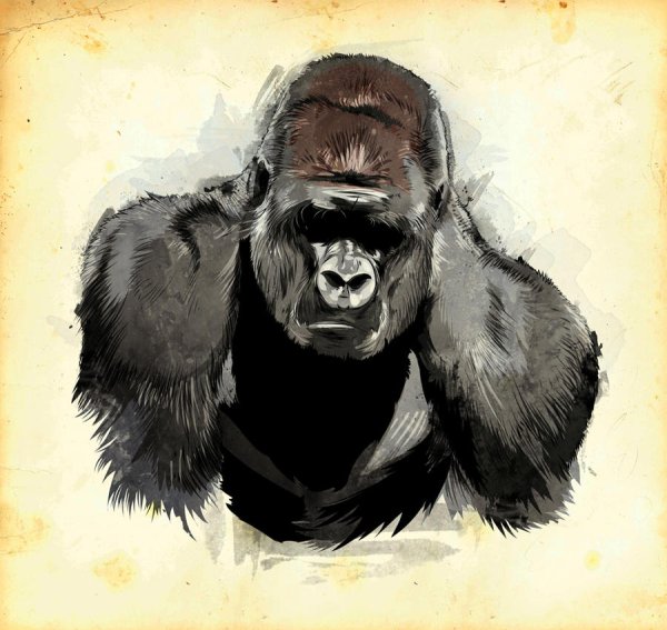 Горилла на аву