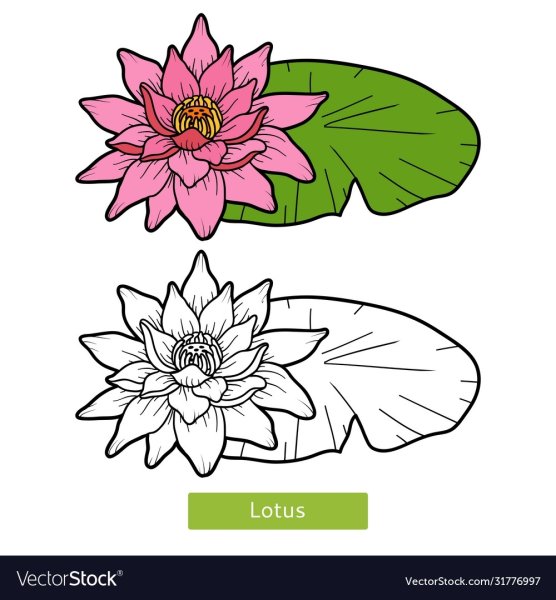 Раскраска цветок кувшинка