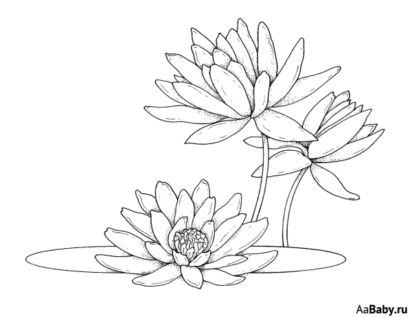 Кувшинка белая водяная Лилия раскраска