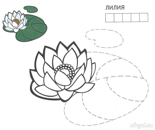 Раскраска цветы кувшинки по точкам