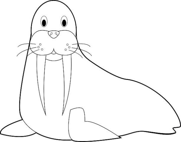 Шаблон моржа для рисования