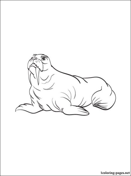 Раскраска маленький морж