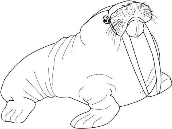 Морж раскраска для детей