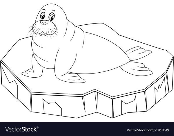 Морской котик раскраска для детей