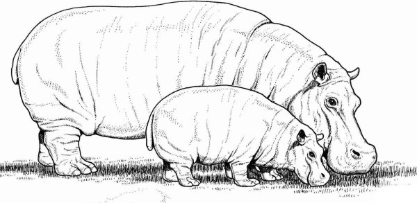 Бегемот раскраска