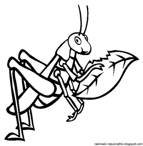 Кузнечик раскраска для детей