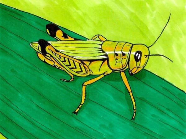 Кузнечик рисунок