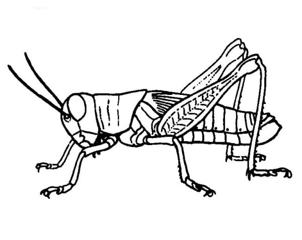 Кузнечик для рисования
