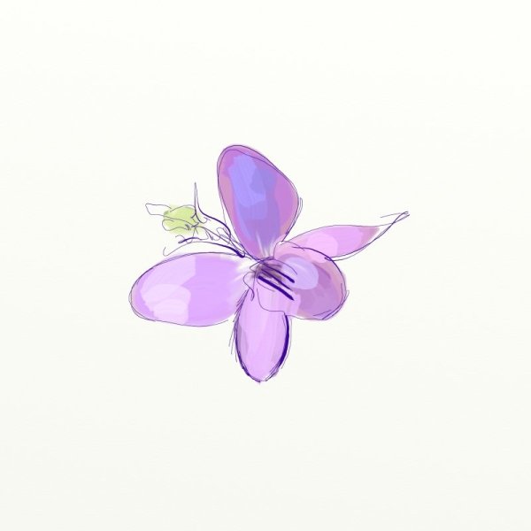 Нарисованные фиолетовые цветы