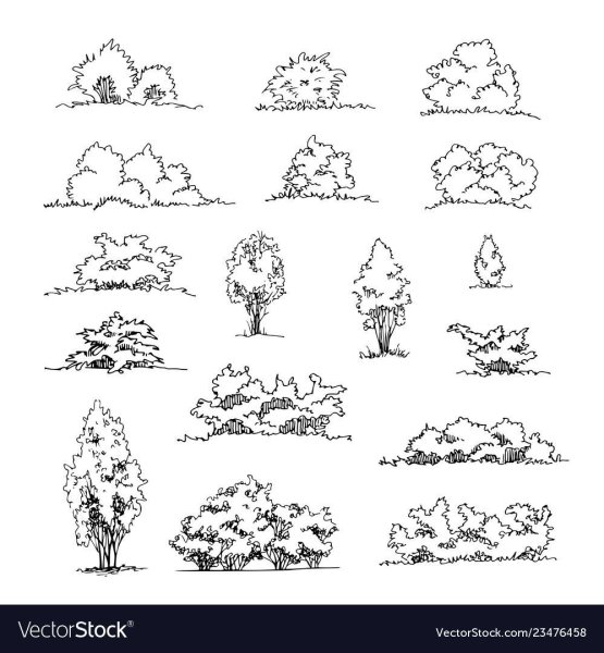 Зарисовки кустарников