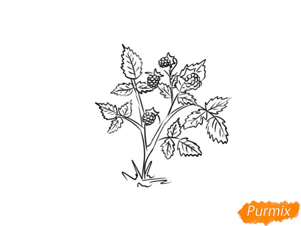 Кустик малины раскраска