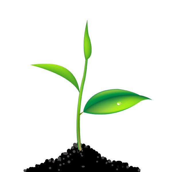 Росток растения на белом фоне