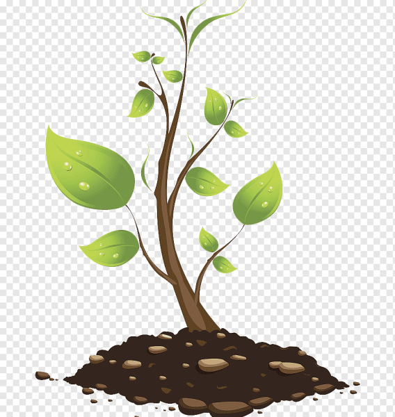 Молодое дерево