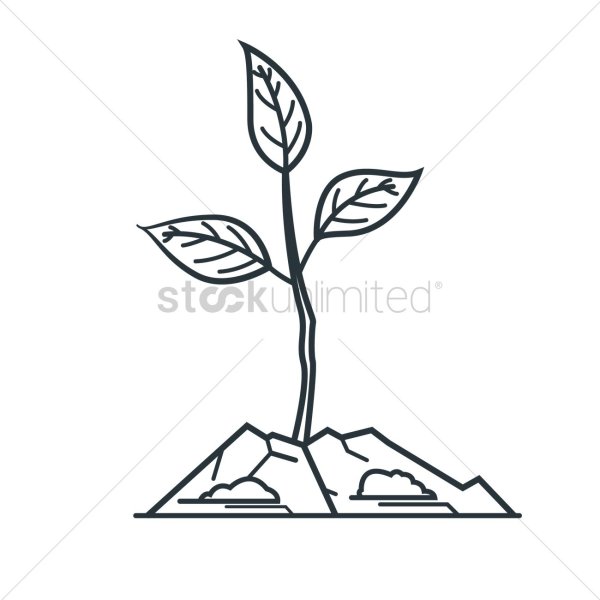 Раскраска саженец дерева