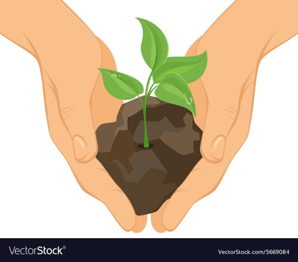 Росток в руках иллюстрация