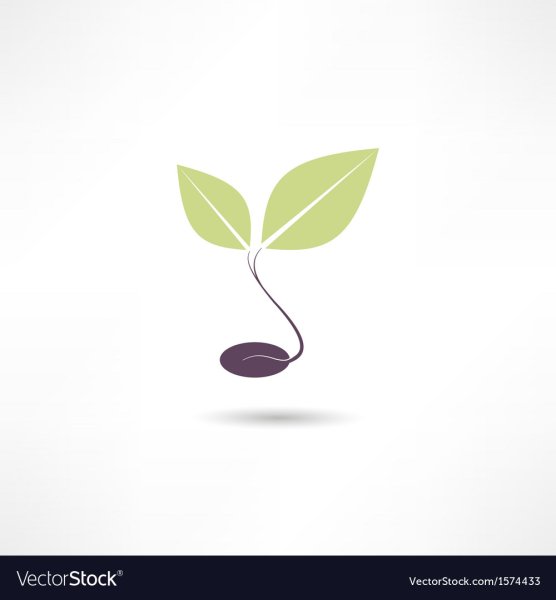 Росток Минимализм