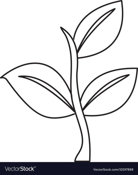 Росток раскраска для детей