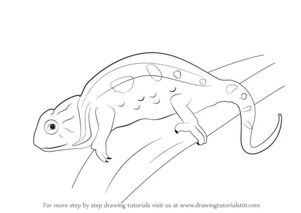 Хамелеон карандашом