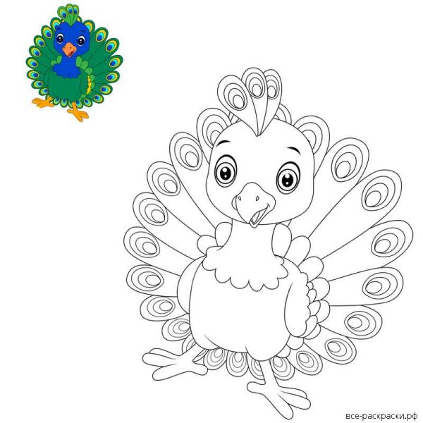 Павлин раскраска для детей