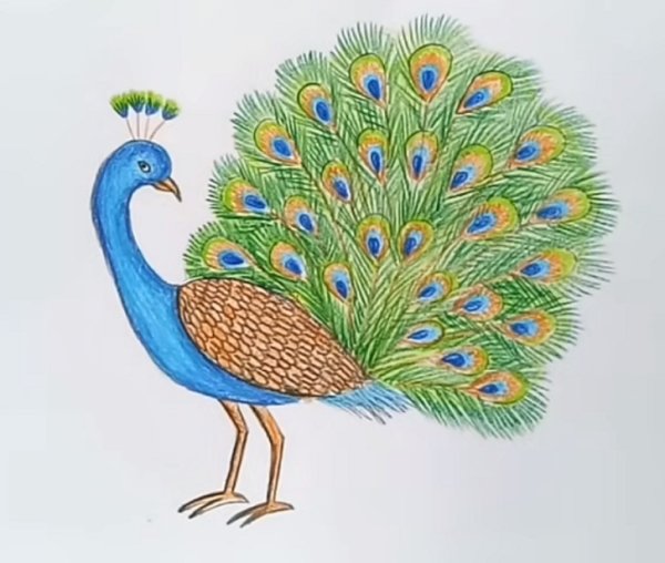 Рисование Павлин