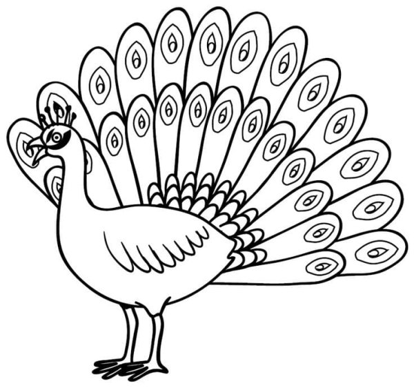 Павлин нарисовать