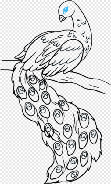 Павлин рисунок карандашом