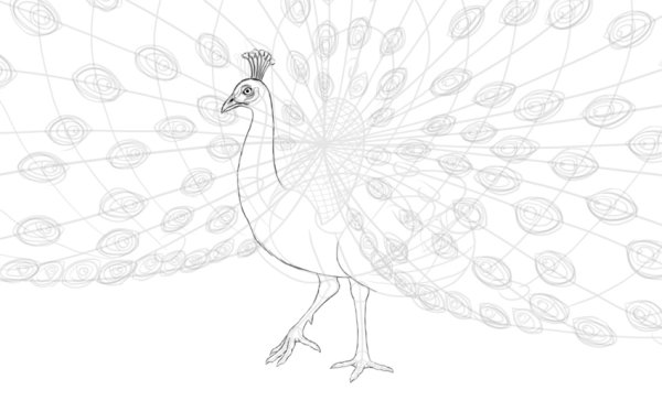 Рисунок павлина маленький