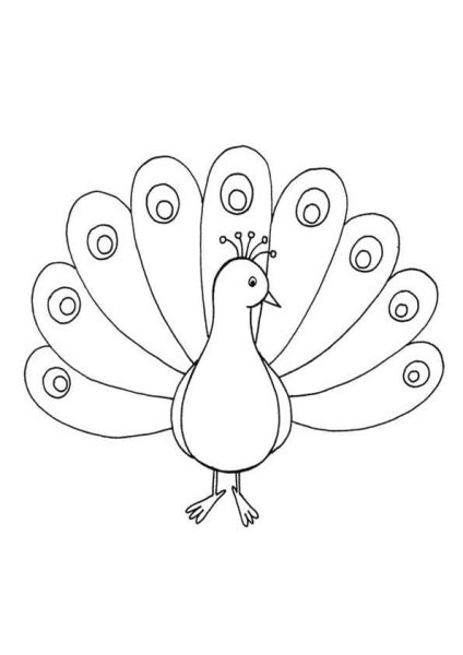 Павлин рисунок