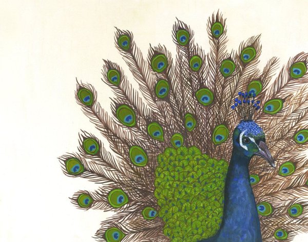 Поэтапное рисование павлина