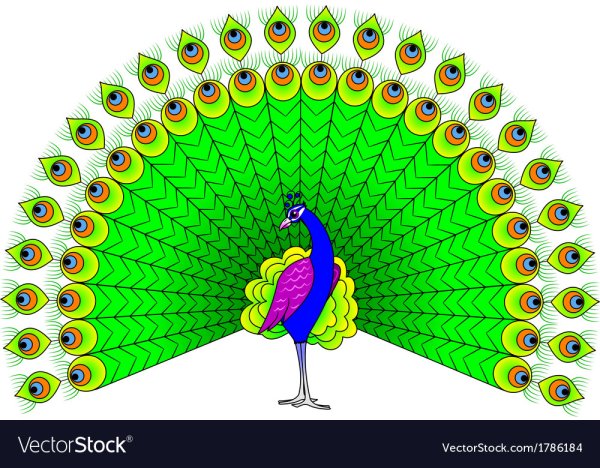 Павлин маркерами