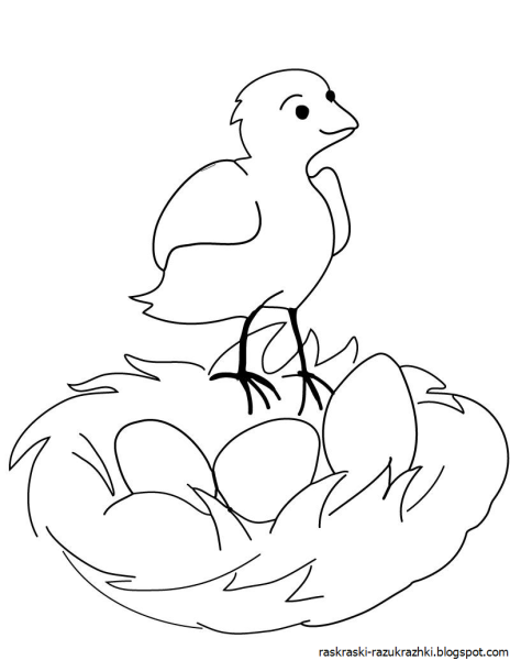 Цыпленок рисунок карандашом