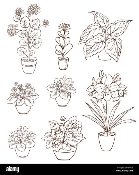 Рисование комнатные растения