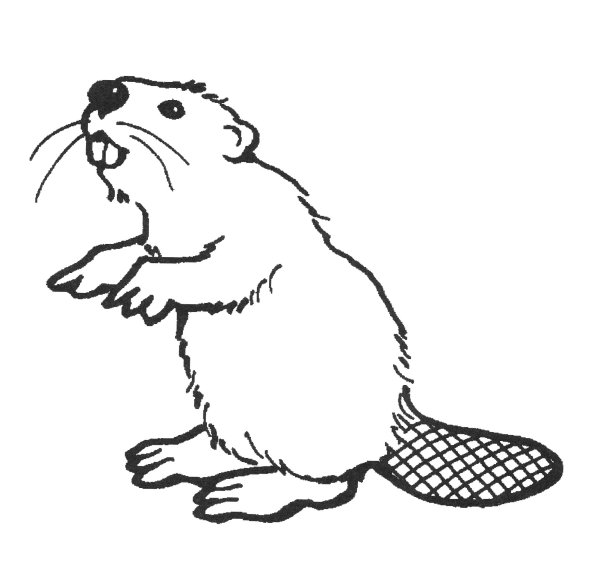 Бобры рисунок