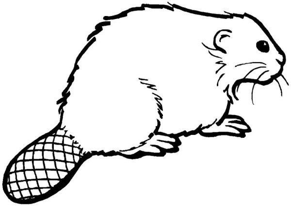 Бобер раскраска для детей