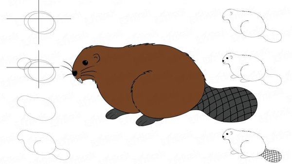 Рисунок бобра