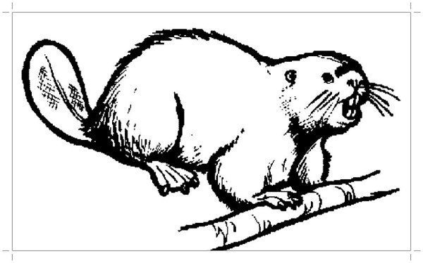 Раскраска Дикие животные Бобр