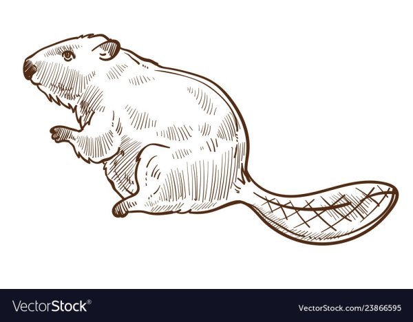 Графическое изображение бобра