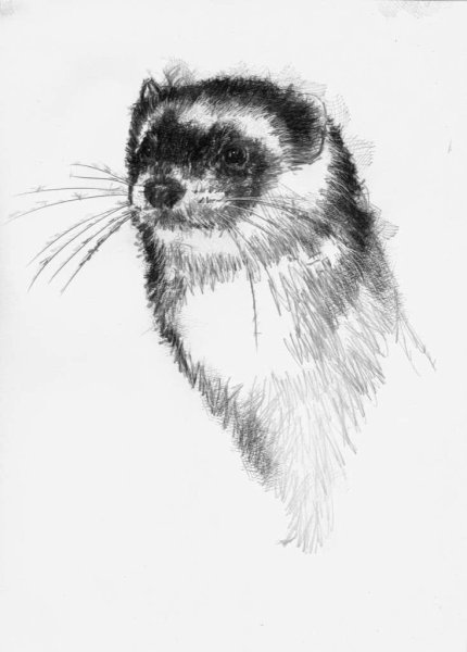 Хорек акварелью