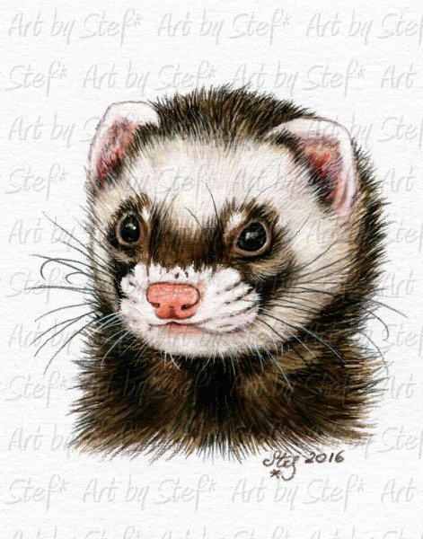 Хорек рисунок